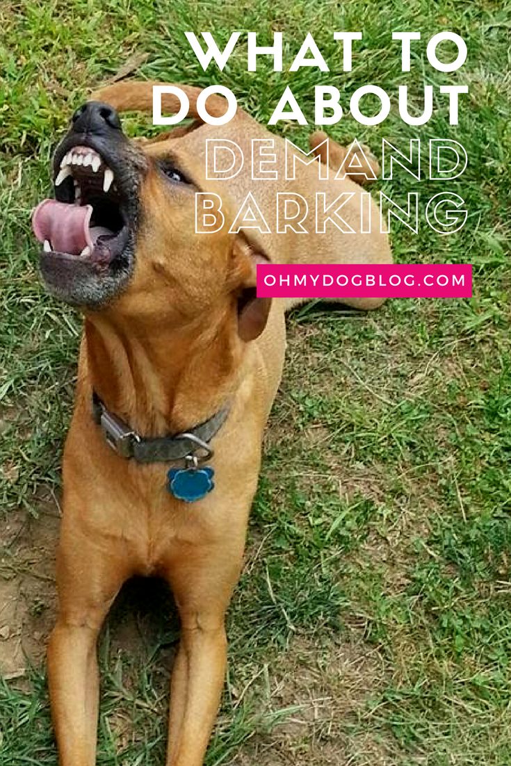 Demand barking- What is it and how to fix it