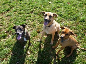 Emmett, Lucas, Cooper