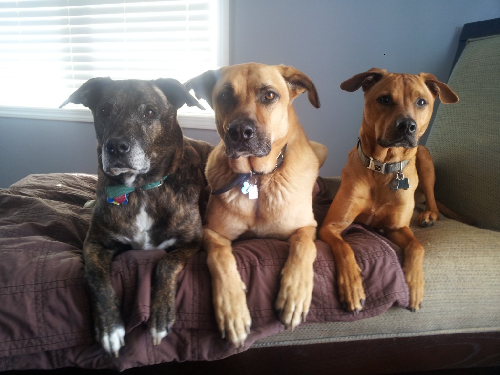 Emmett, Lucas, and Cooper