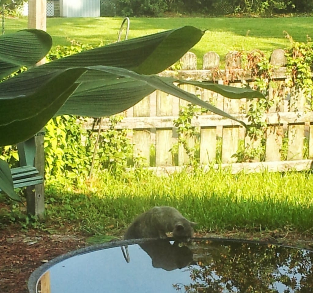 stray cat