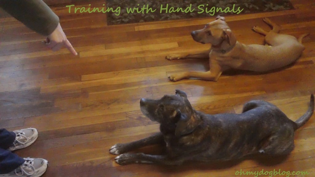 dog training with hand signals