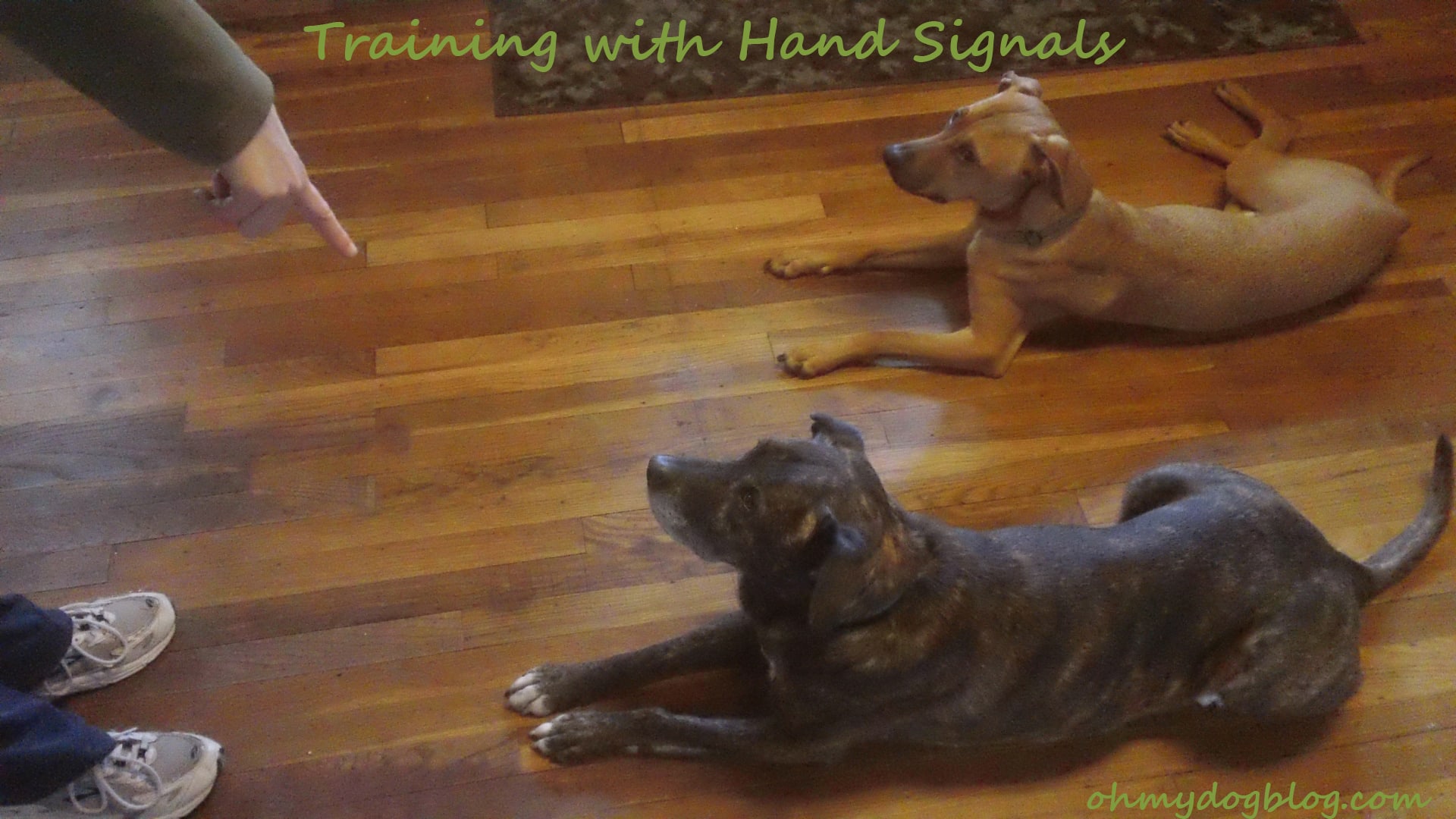 dog training with hand signals