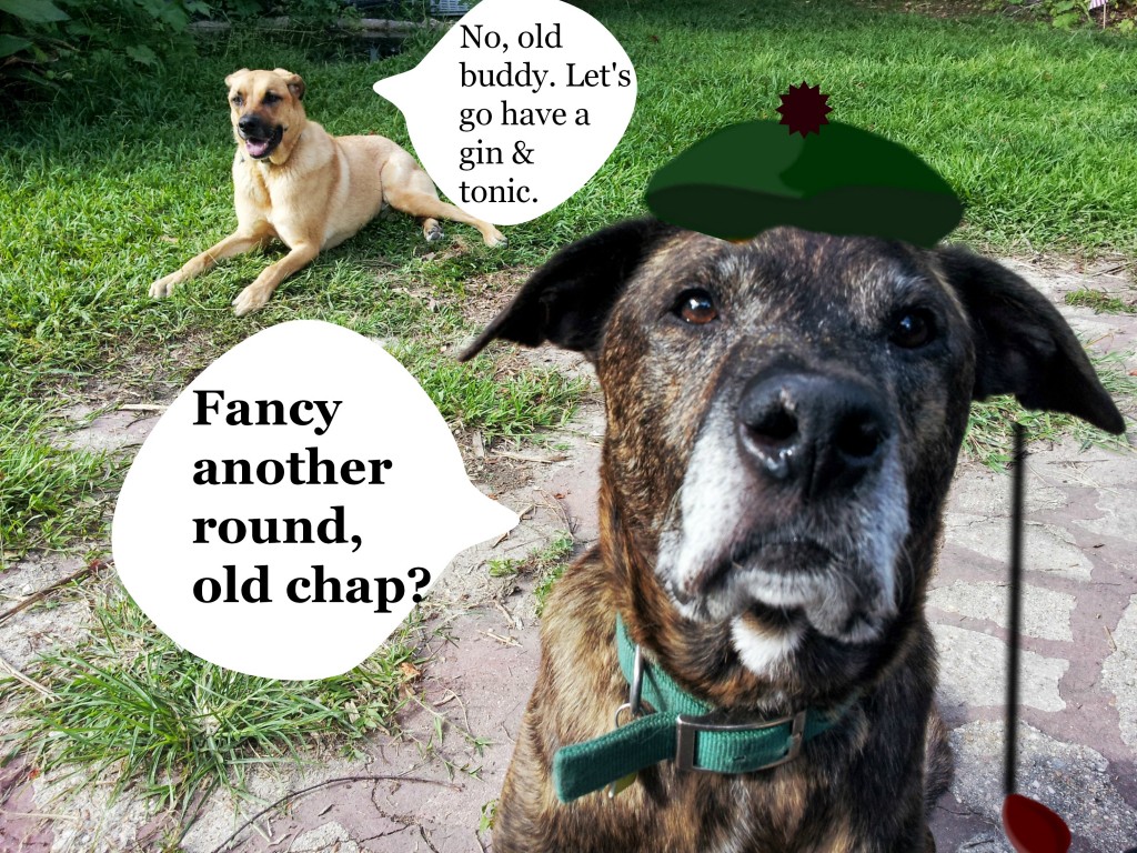 Old dogs