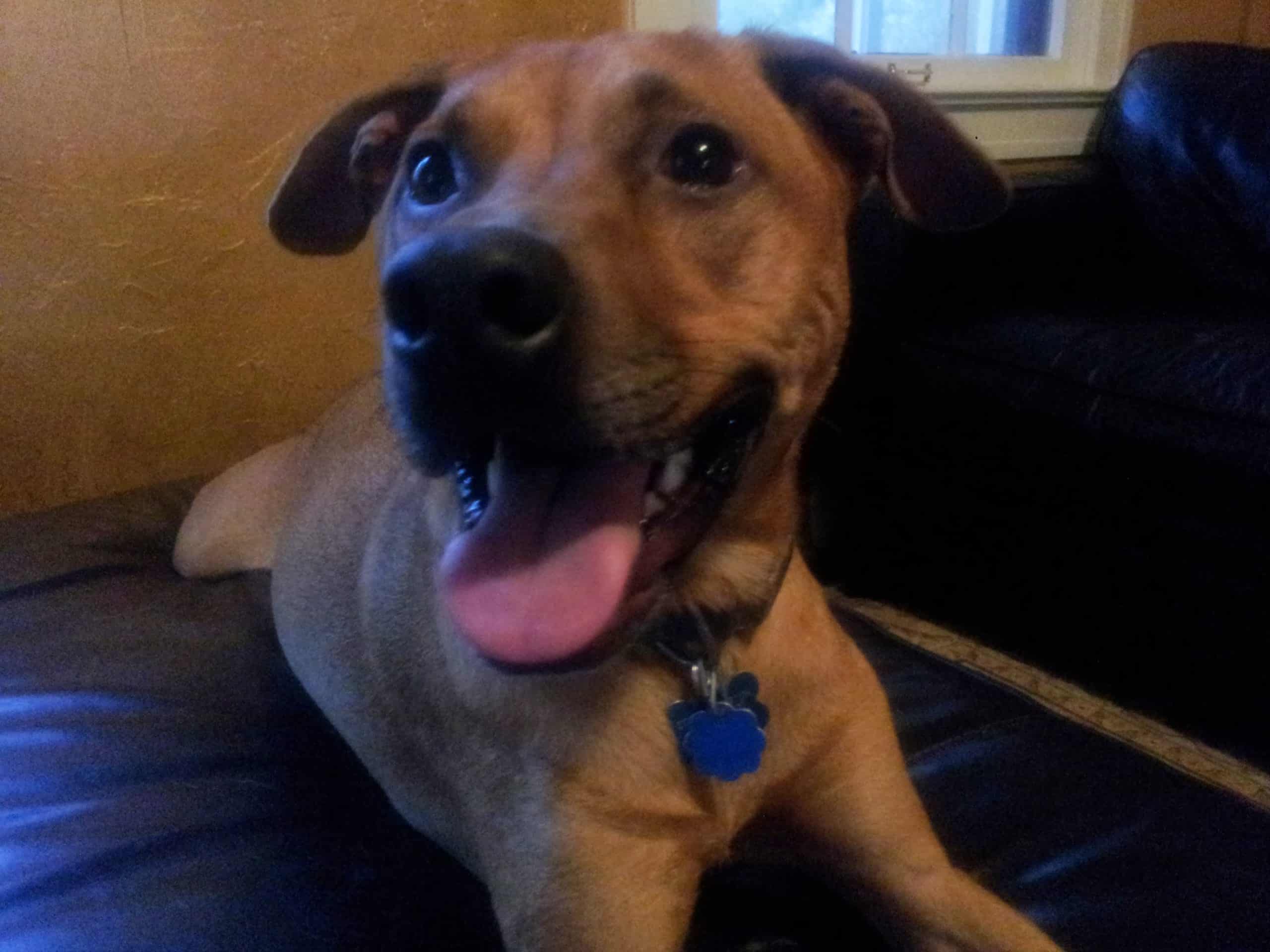 dog exercise