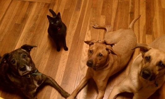Emmett, Newt, Cooper, Lucas