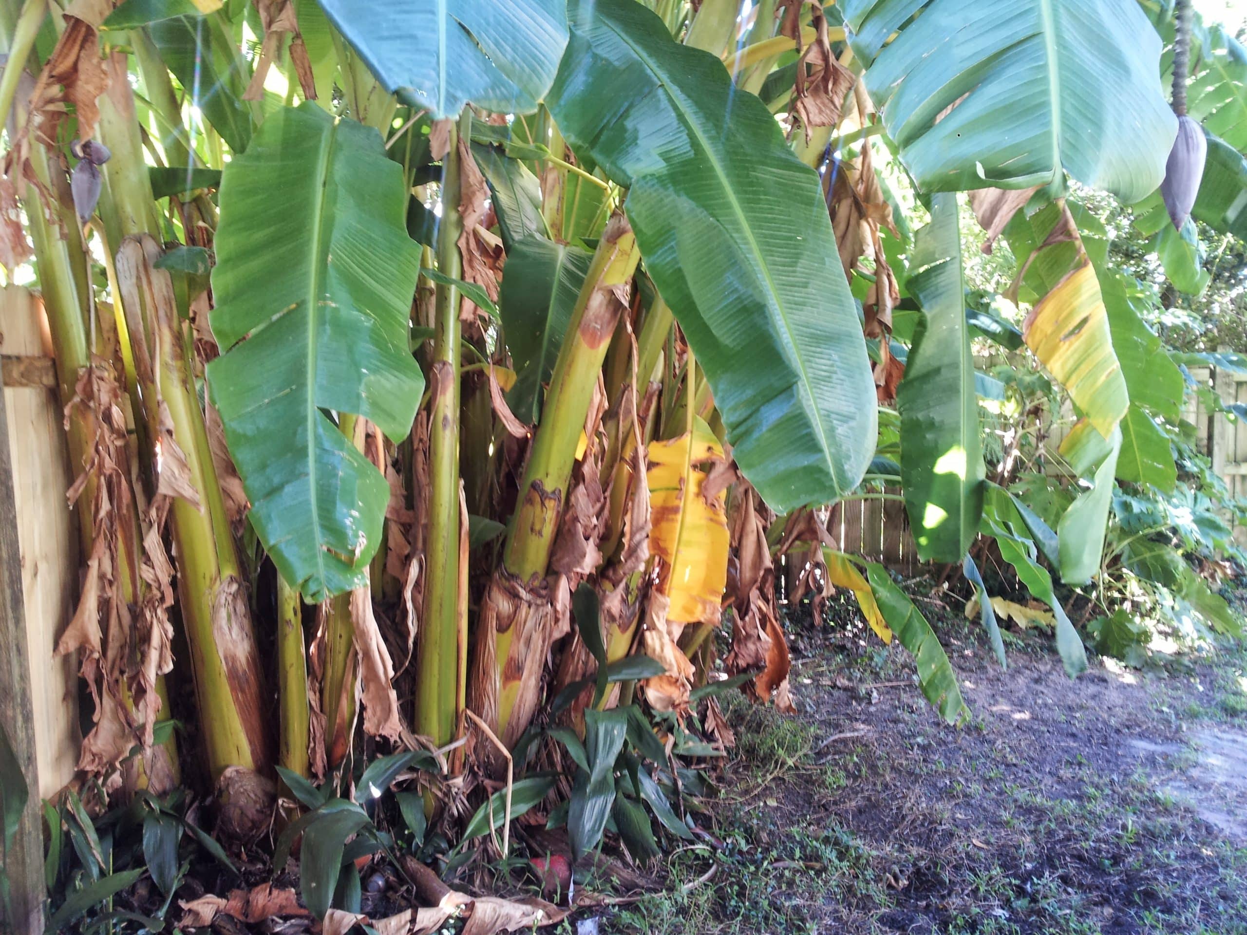 plantain
