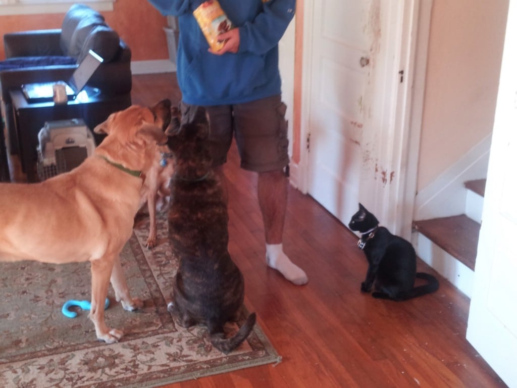 handing out treats
