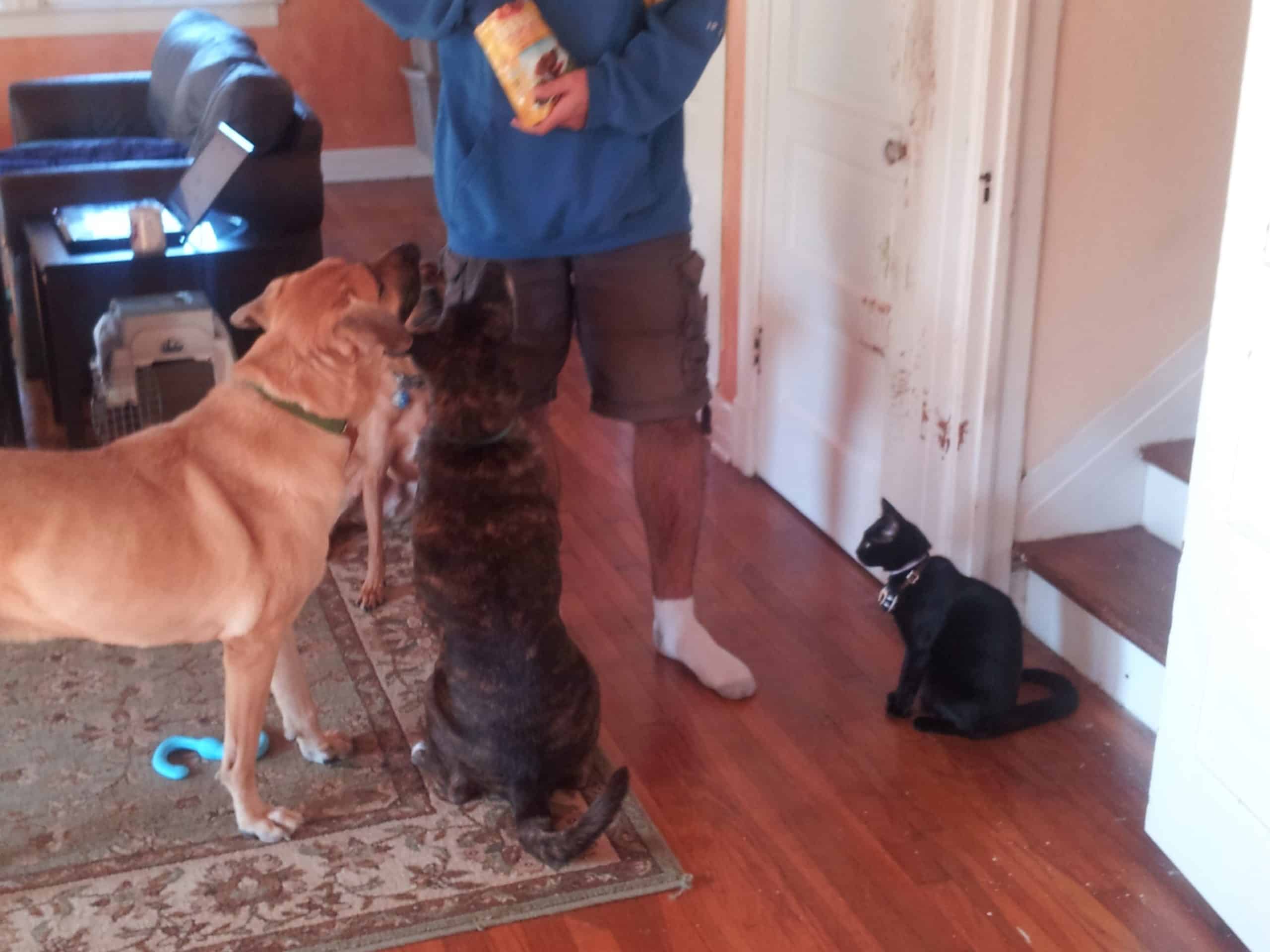 handing out treats