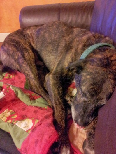 Emmett sleeps through fireworks