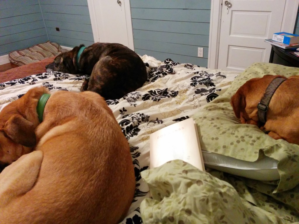 furballs