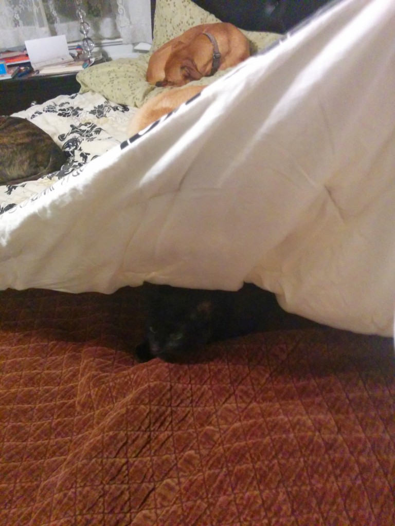 silly kitty