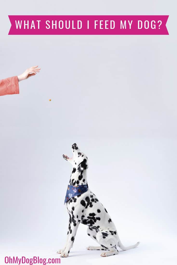What should I feed my dog?