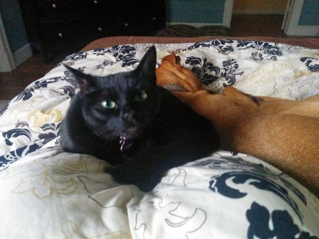 Cuddle bugs