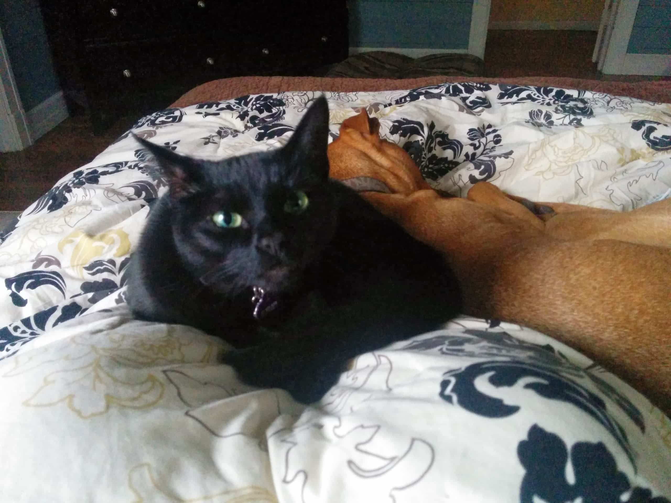 Cuddle bugs