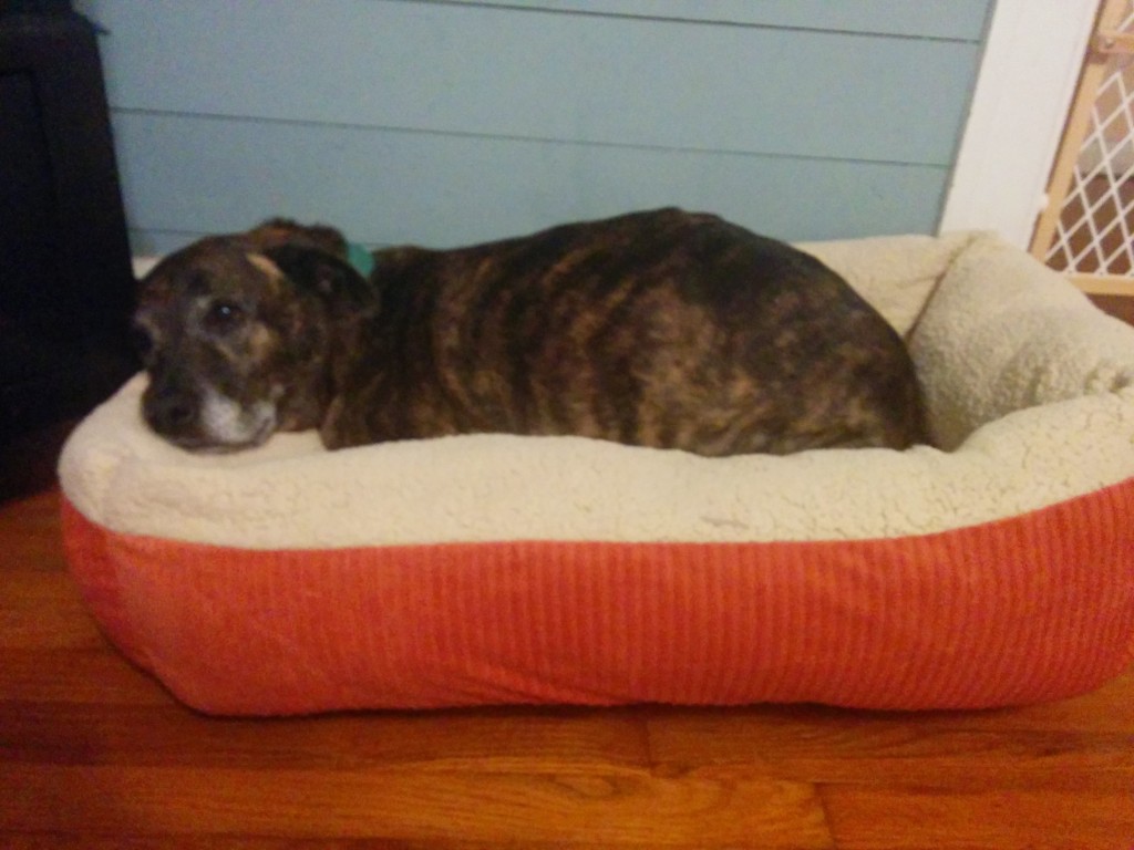Cozy puppy!