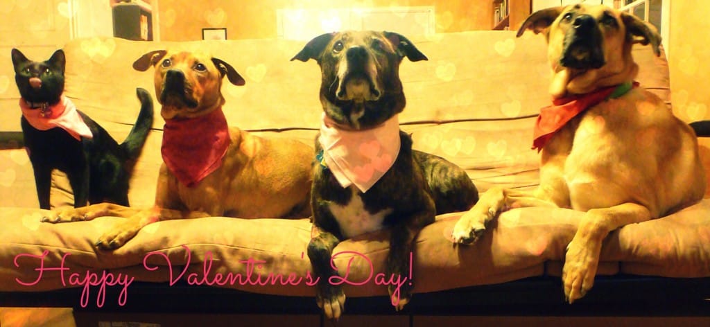 VDay 2014