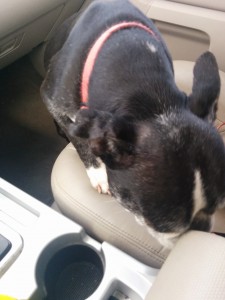 Ozzy in the car