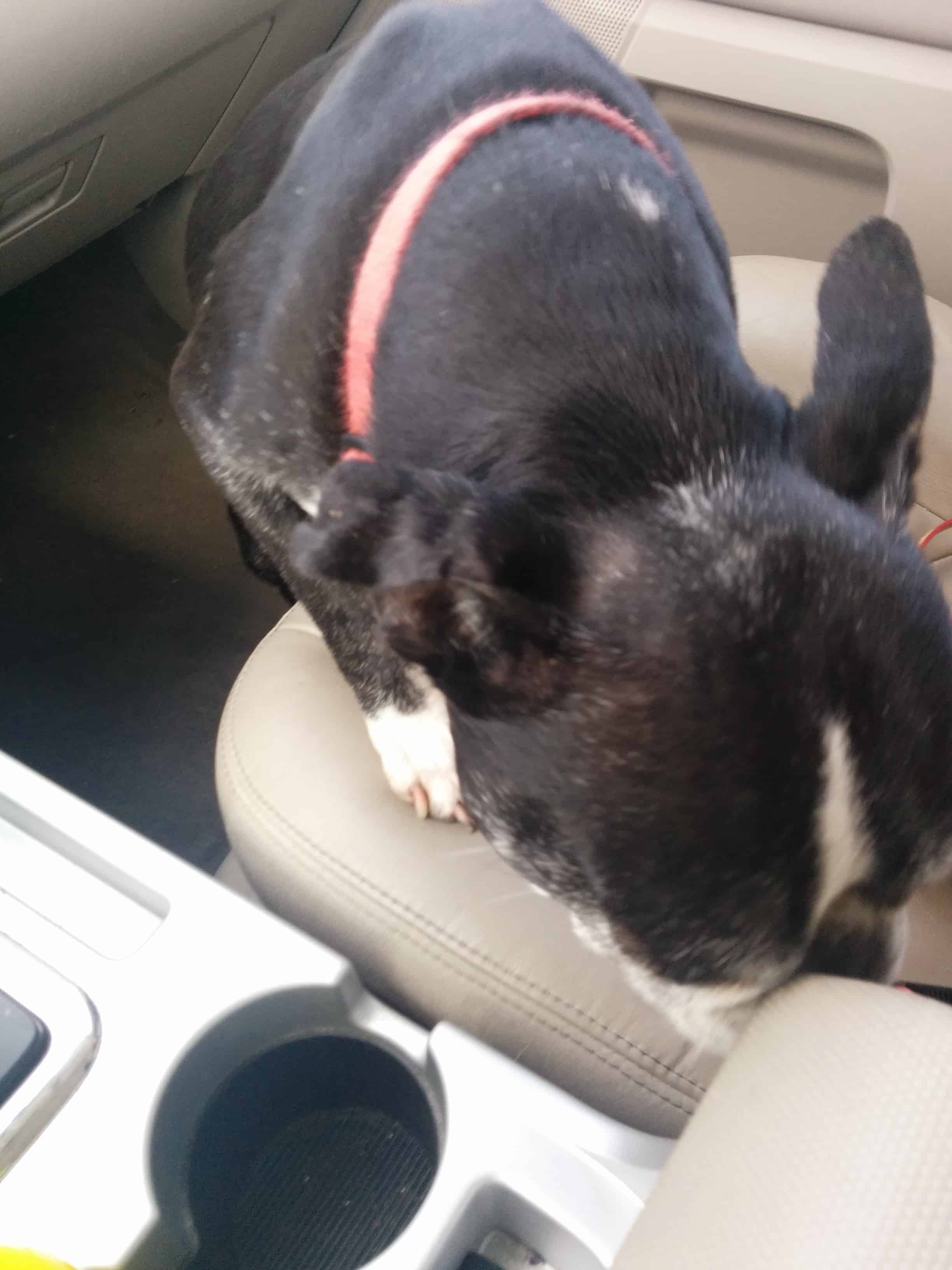 Ozzy in the car