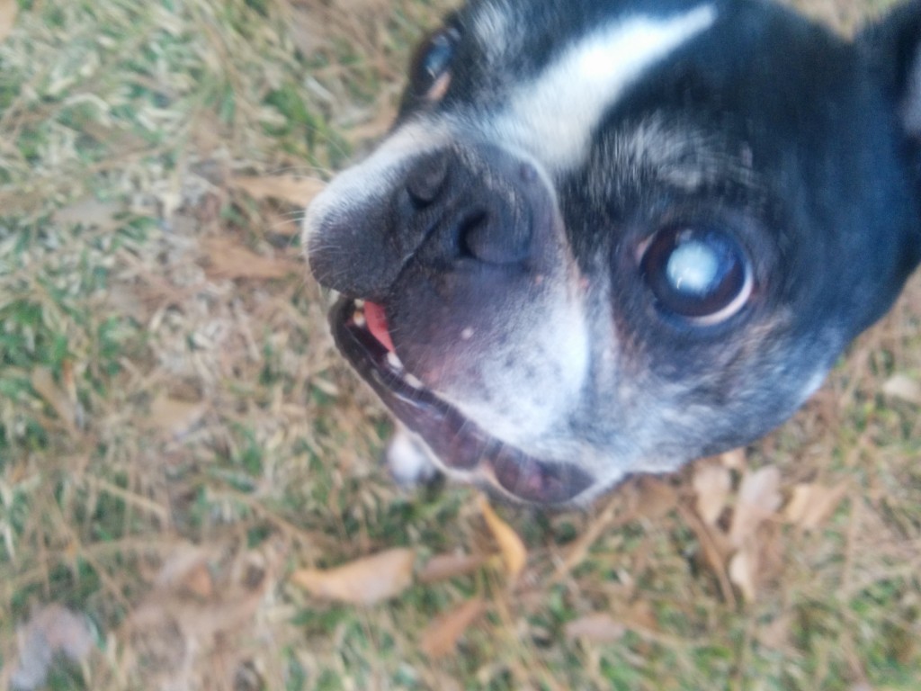 The Infamous Ozzy