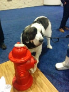 Mastiff