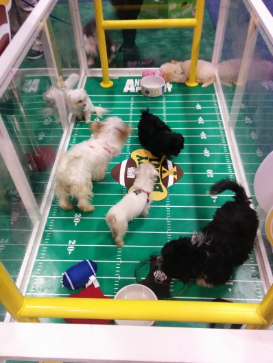 Puppy Bowl