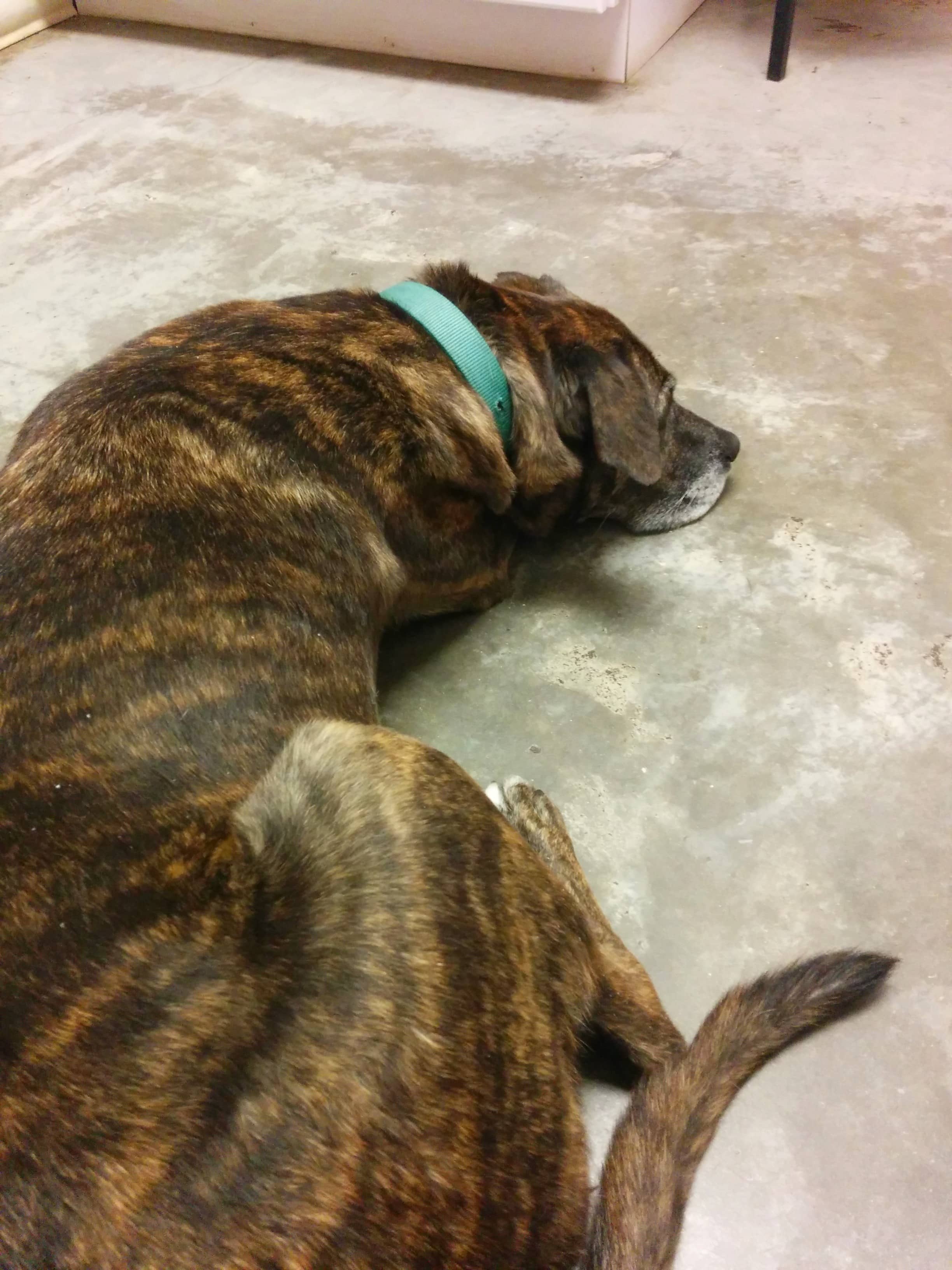 Dozing at the vet
