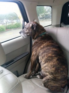 Emmett off to make new friends