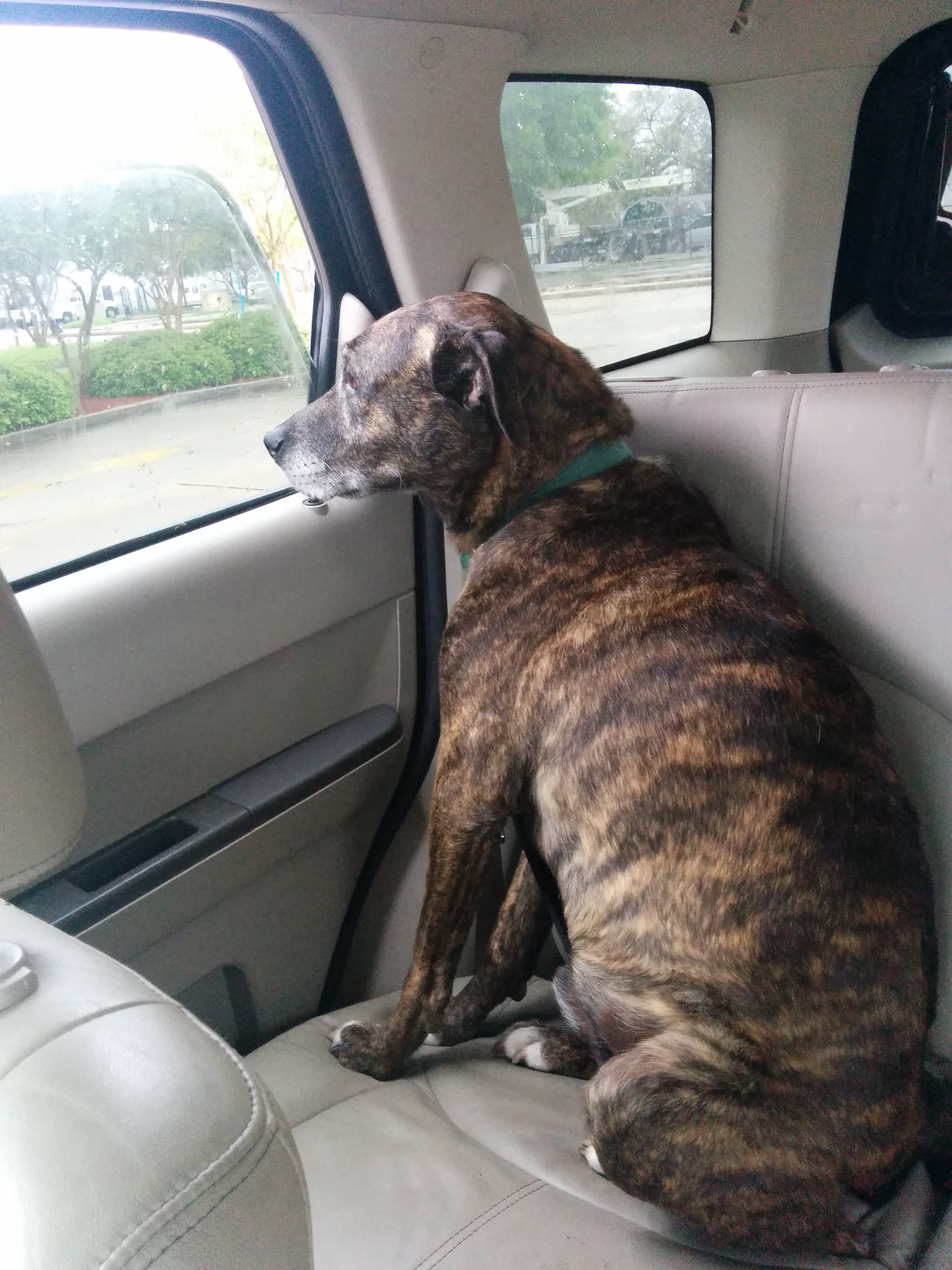 Emmett off to make new friends