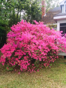 Pretty bush 