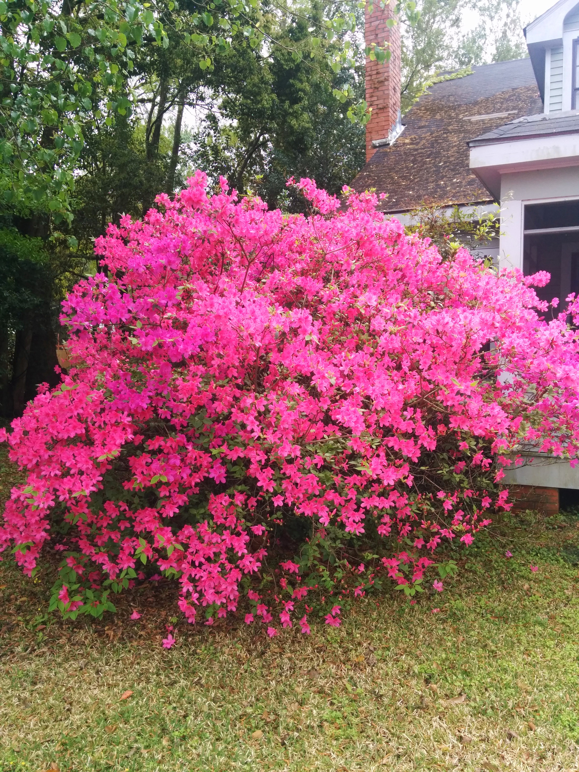 Pretty bush