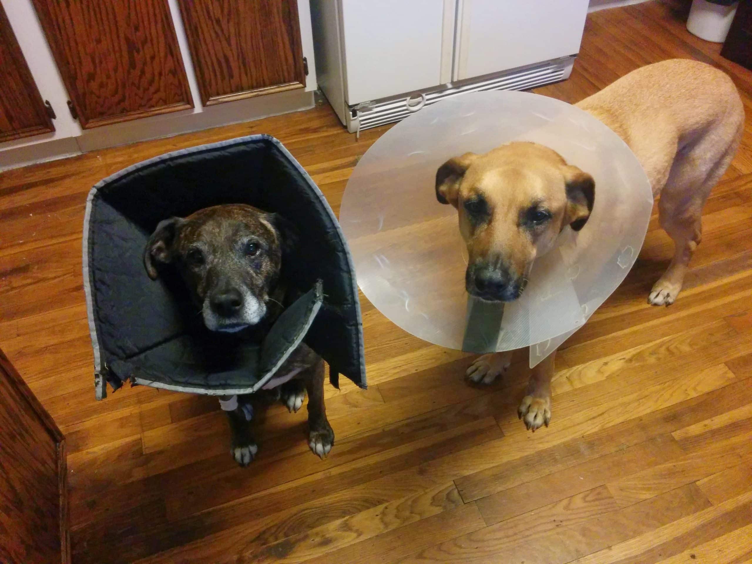 Coneheads