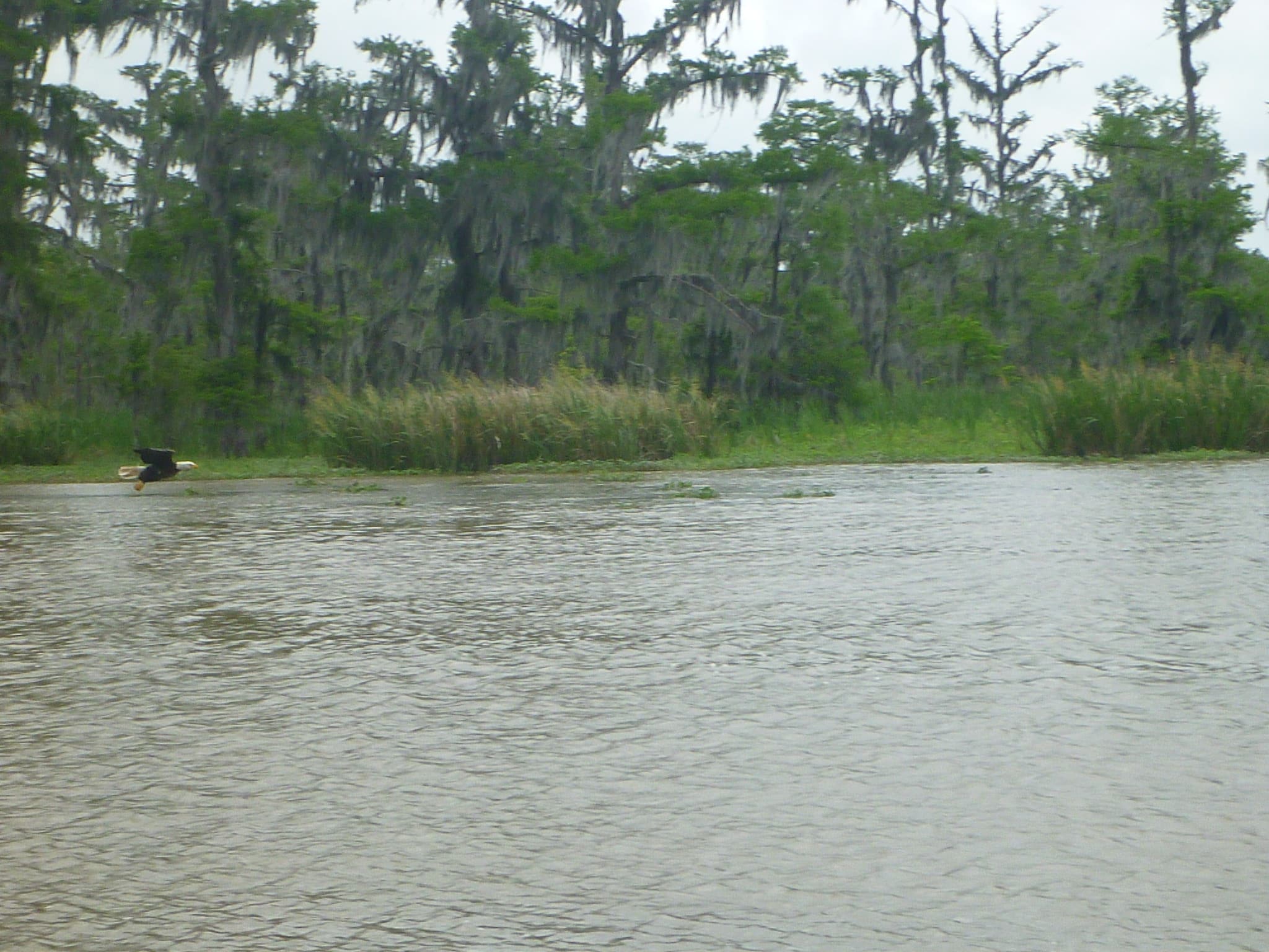 Bald eagle swooping down to catch his lunch