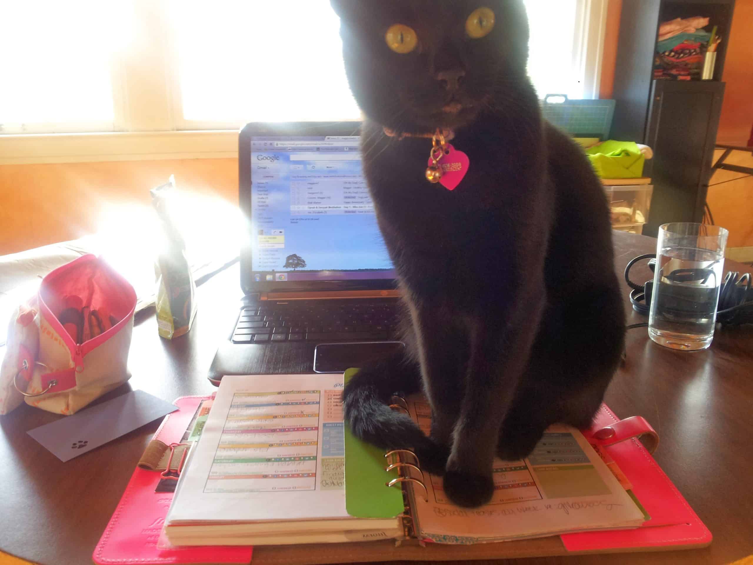 Newt on my desk