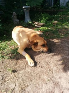 He wishes he were an outside dog