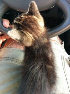 Another stray