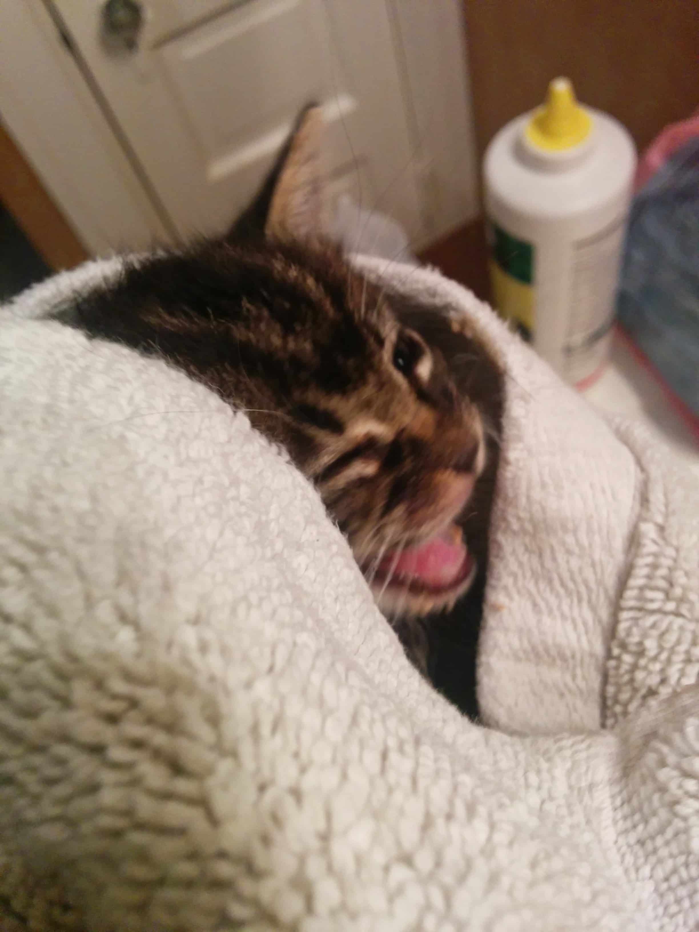 Petunia