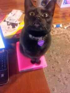 Cat on my desk