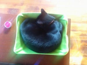 The solution to a cat sitting on your desk