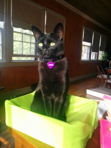 Newt checks out her desk bed