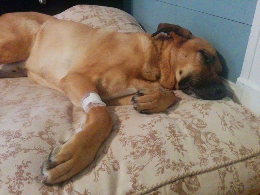 Lucas had a stressful night.