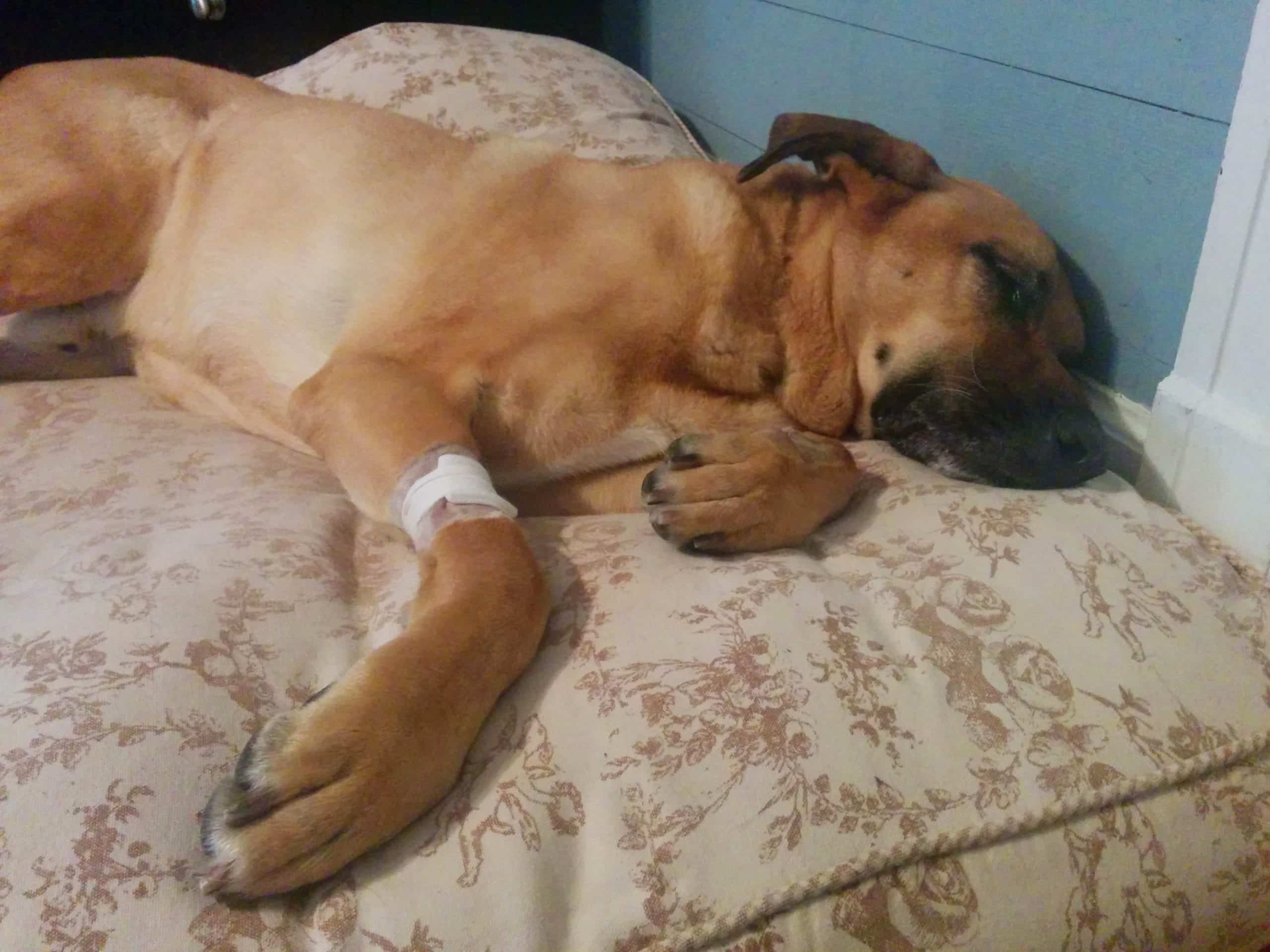 Lucas had a stressful night.