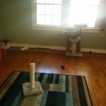 Newt's cat habitat