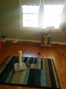 Newt's cat habitat