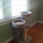 Newt's favorite part of her cat habitat