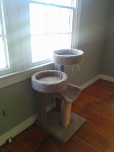 Newt's favorite part of her cat habitat