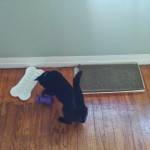 The games in Newt's cat habitat
