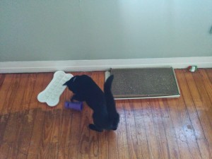The games in Newt's cat habitat