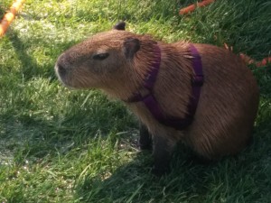 This capybara represented the ROUS Foundation