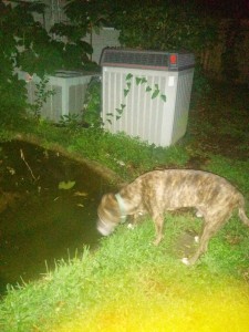 Dogs and toads shouldn't mix