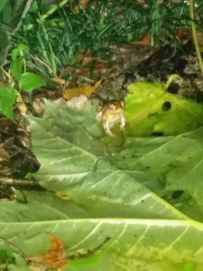 Harris, our Coastal Plain Toad